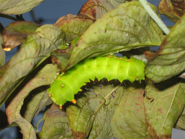 アメリカハナミズキにいた幼虫 昆虫ブログ むし探検広場