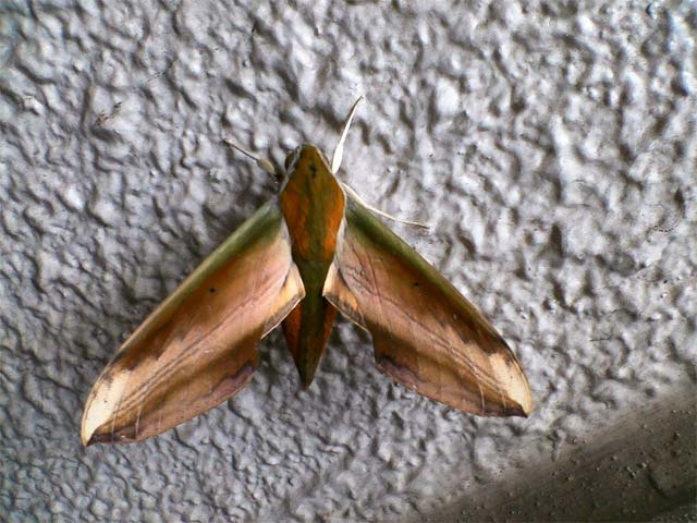 最近、蝶よりも蛾の方が可愛く見えてしまってる私って…_b0025008_22394389.jpg