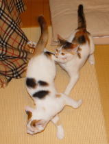 Children-アジアに生きる子供たち-/MOMO&LILI_f0006713_1393490.jpg