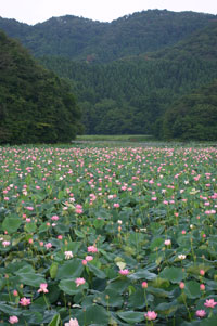 蓮満開！鶴岡市大山上池にて_f0078014_19243098.jpg