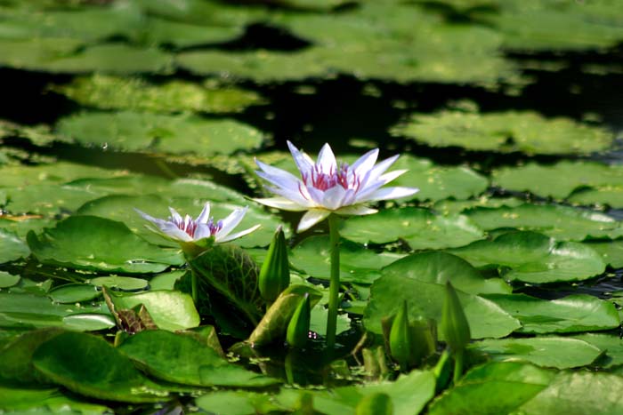 水中植物　睡蓮_b0001954_1458081.jpg