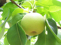 佐賀県の伊万里においしい梨を発見！_e0009772_216472.jpg