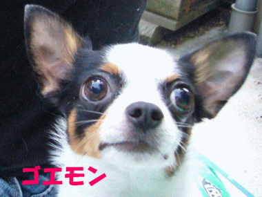 e0032508_18534157.gif