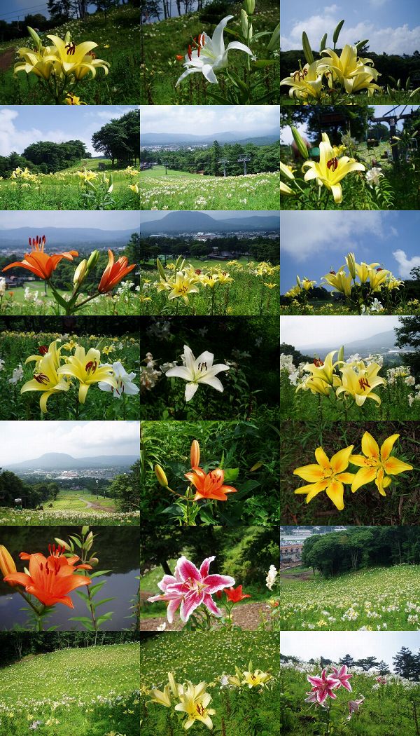 軽井沢・プリンスゆり園 白・黄・桃・橙 ~長野軽井沢町~_c0055515_2353311.jpg