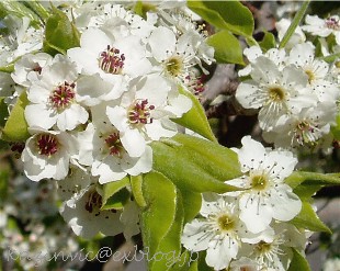 白い桜も 満開 メルボルンらいふ