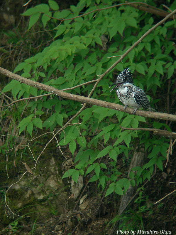 f0003418_19225176.jpg