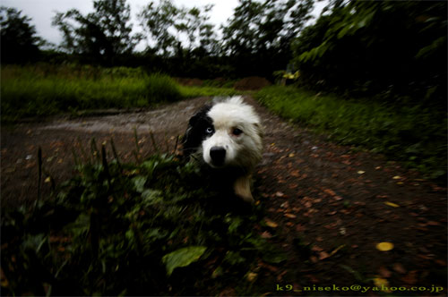 雨上がり探検隊／犬のお散歩寸景_b0086920_22403372.jpg