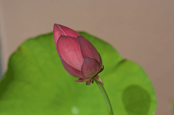 d0033230_101465.gif