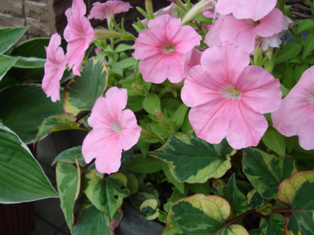 お花でラテン語 36 花 花日記