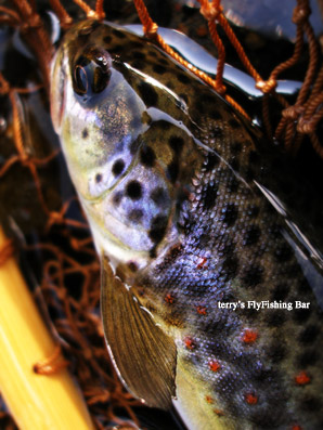 Brown trout in highland_e0009009_22255779.jpg