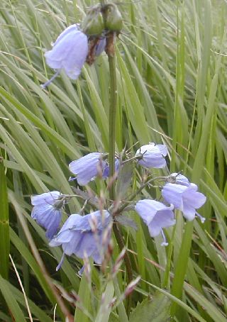 秋田駒ケ岳と森吉山_c0073015_2392857.jpg