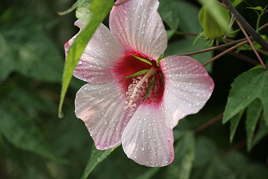 真夏の花　いろいろ　Ⅴ　　　　　_d0026817_16485378.jpg