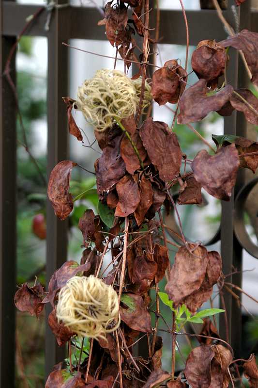 鉄線花の果実 気になる木 楝の春夏秋冬