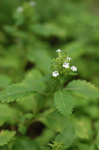 青森1　みろくの滝_c0027027_2353403.jpg