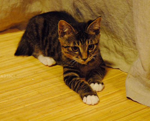 a0067056_03570.jpg