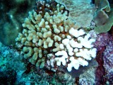 オニヒトデ対策_a0043520_4581192.jpg