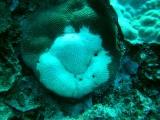 オニヒトデ対策_a0043520_4583735.jpg