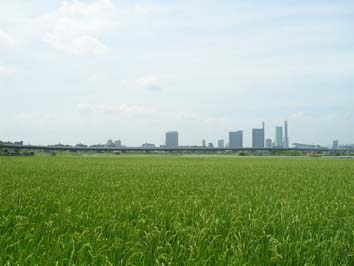 東京ポタリング　Ｖｏｌ．５　～見沼たんぼは植木畑_b0007648_10394078.jpg