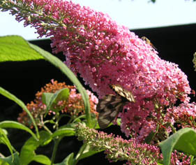 b0051666_11502474.jpg