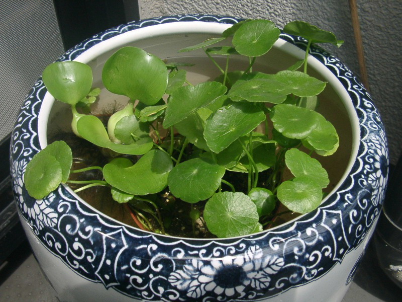 f0065167_0383782.jpg