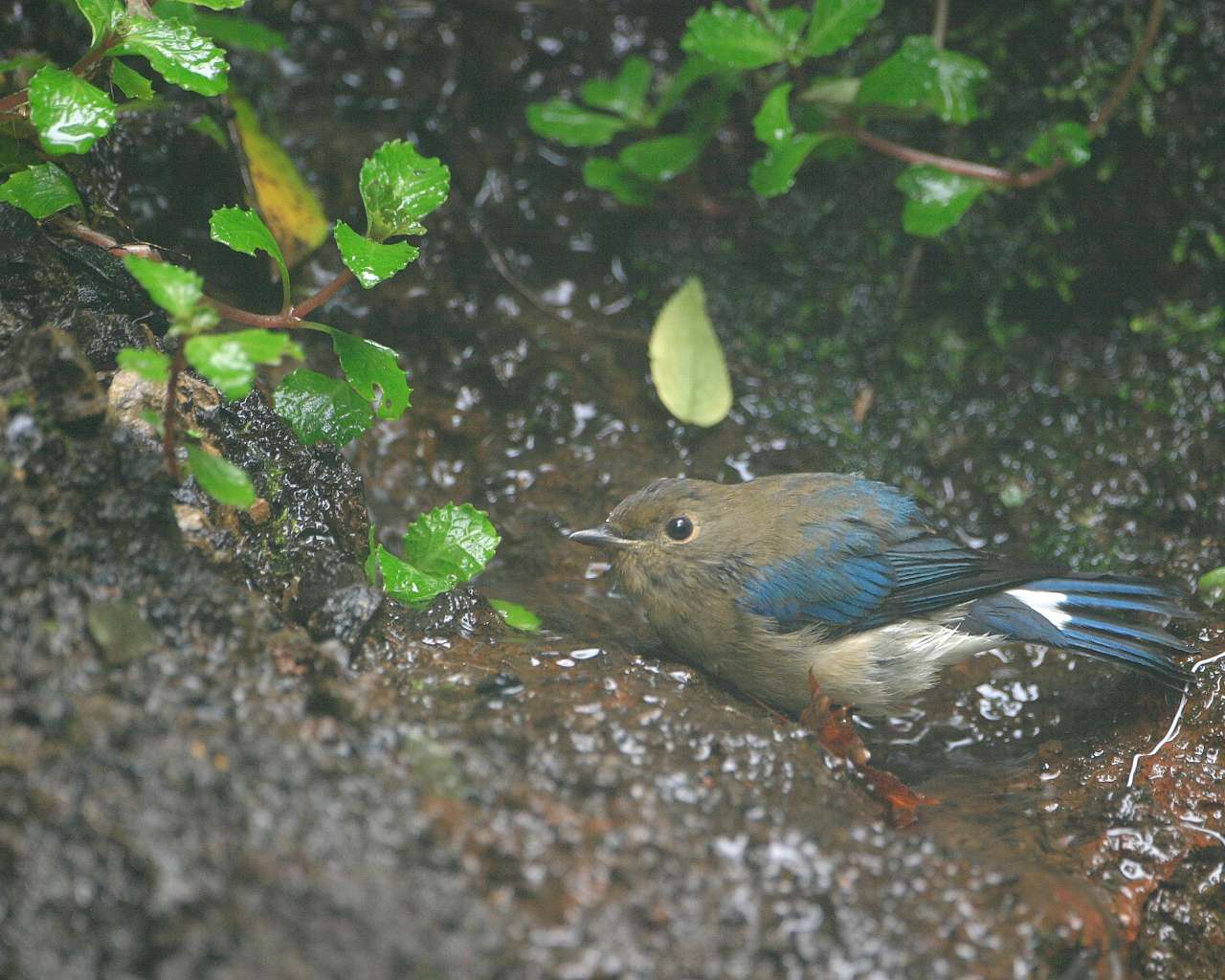 オオルリの若鳥 可愛い若鳥の野鳥の壁紙 Life With Birds 3