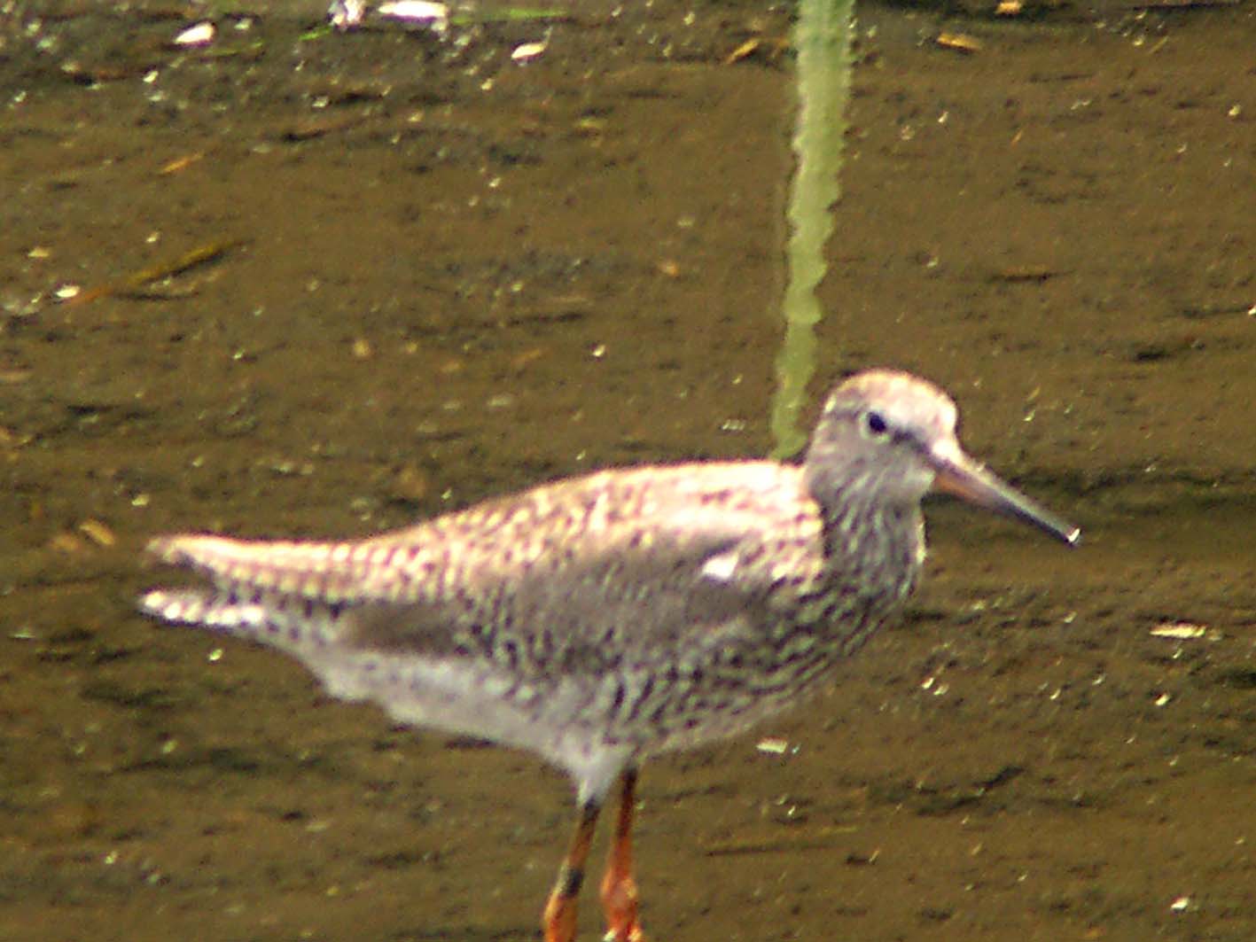 週末の鳥類園(2006.8.19~20)_e0046474_22503310.jpg