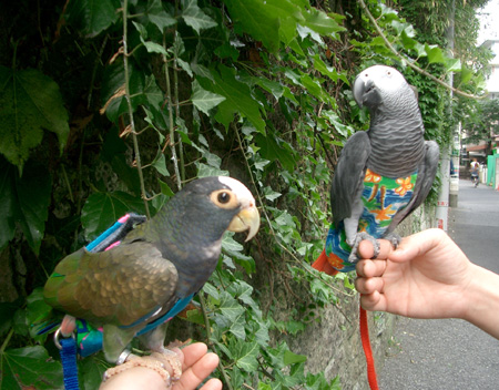 鳥と一緒にベランダ晩酌。　８月20日日曜日（東京＠晴天）_c0004078_21545516.jpg