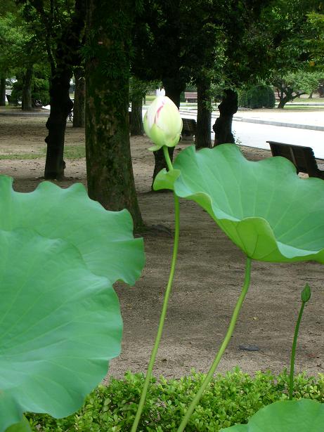 平和公園の古代蓮_b0098393_819815.jpg