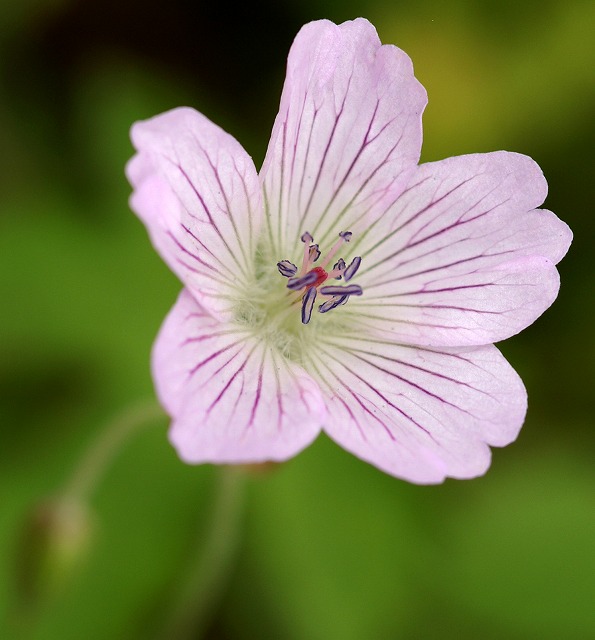 白馬の花 １６ 白山風露 ハクサンフウロ 野草デジカメ日記