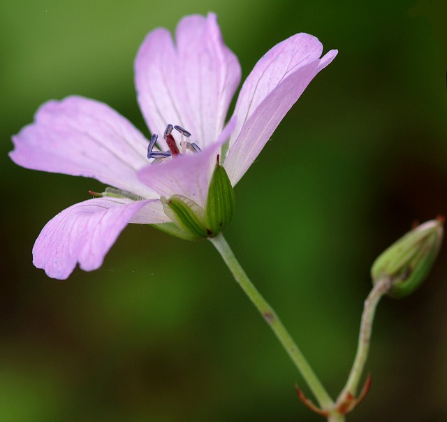 白馬の花 １６ 白山風露 ハクサンフウロ 野草デジカメ日記