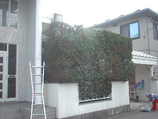 f0031037_1793644.jpg