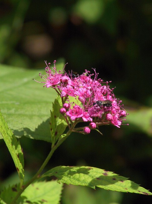 高ボッチ高原の花　３_c0050853_20135293.jpg