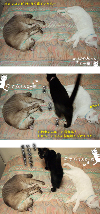 割り込みまーす_e0031853_8331037.jpg