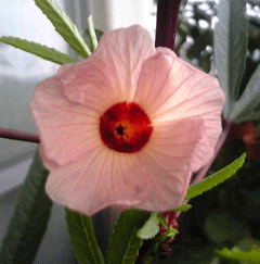 b0101263_14145157.gif