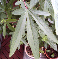 b0101263_14151636.gif