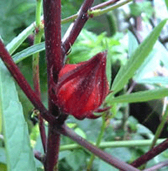 b0101263_141542.gif