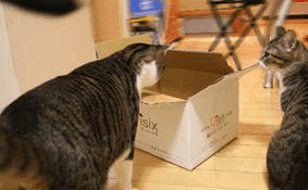 a0055567_23301753.gif
