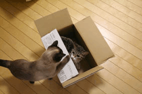 a0055567_23324588.gif