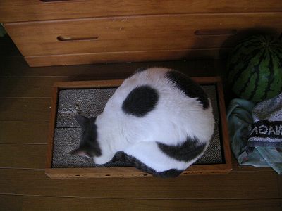 もうちょっと仔猫のままで・・_e0011787_10412392.jpg