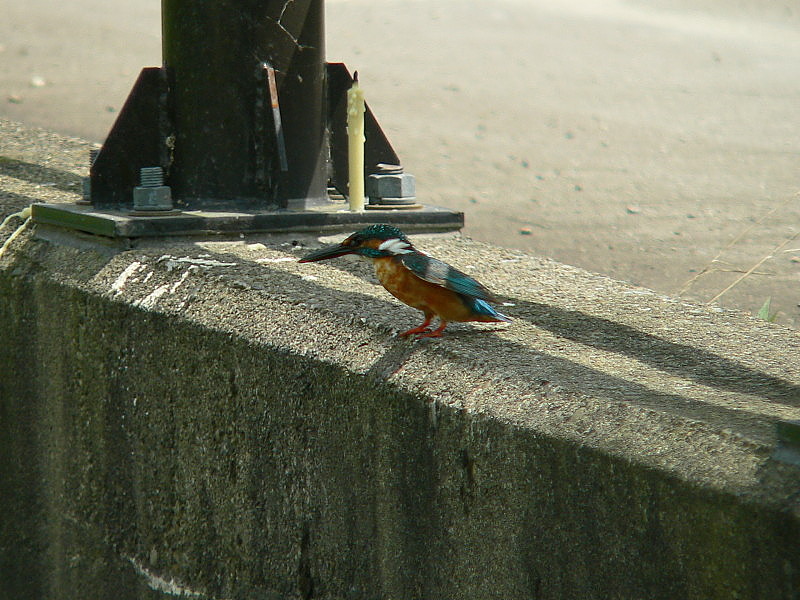 c0081492_2137644.jpg