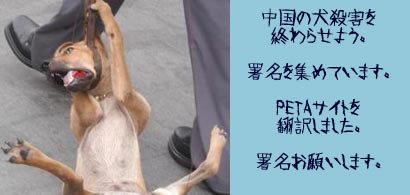 中国で民間犬5万匹が撲殺処分_e0066698_2331479.jpg
