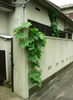 事務所改装工事スタート_b0014003_15452075.jpg