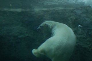 北海道に行ってきました☆2日目☆ほっきょくくま館_b0025604_21502525.jpg