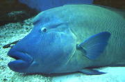 c0005007_4794.jpg