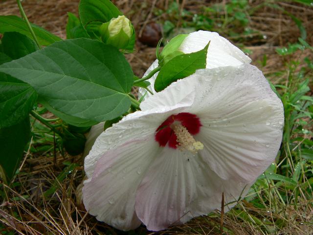 アメリカ芙蓉 アメリカフヨウ 花の仲間調べ