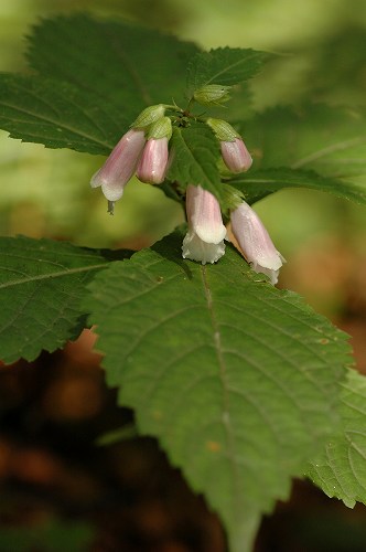 青森4　蔦沼周辺3　野の花_c0027027_23403349.jpg