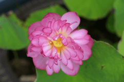 d0033230_974775.gif