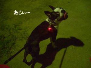 夜の散歩で・・_c0035443_11132990.jpg