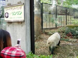 上野動物園のパンダエリアを攻める！その２_e0086860_2217391.jpg