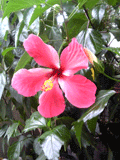b0101263_17101931.gif